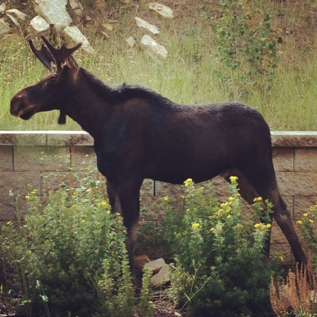 Love that we always had moose in our yard. Park City, Utah